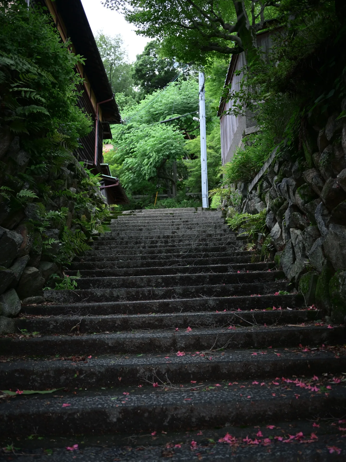 先日、法専寺 @housenji.michi